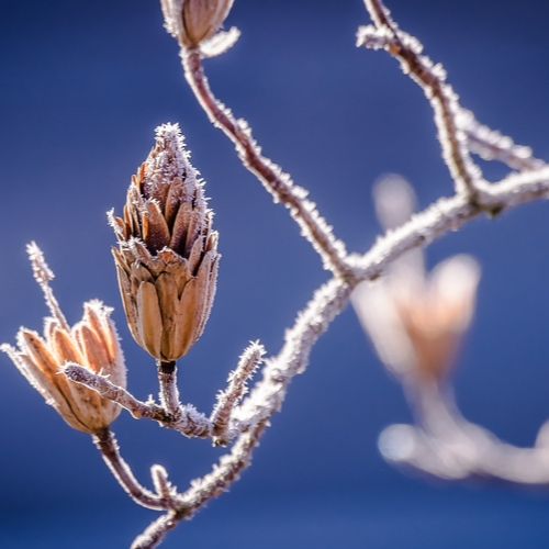 A close up of the buds on a tree branch