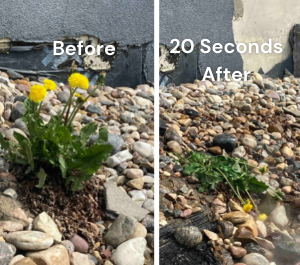 A before and after photo of a plant that is growing in the ground.