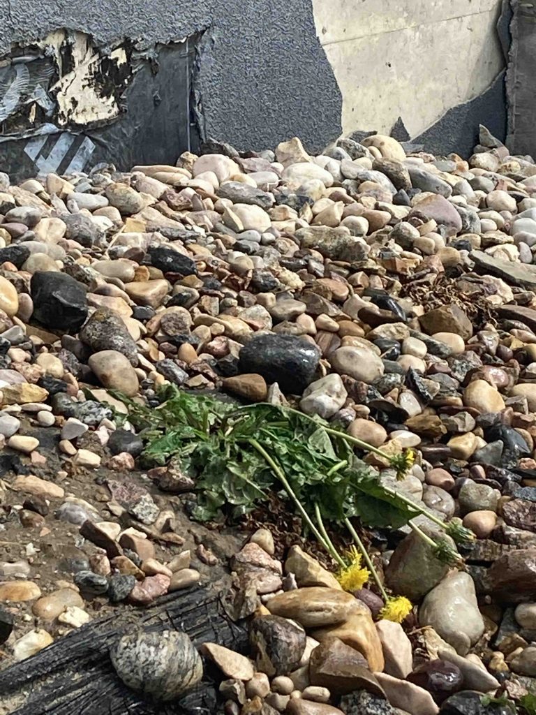 A pile of rocks and weeds on the ground.