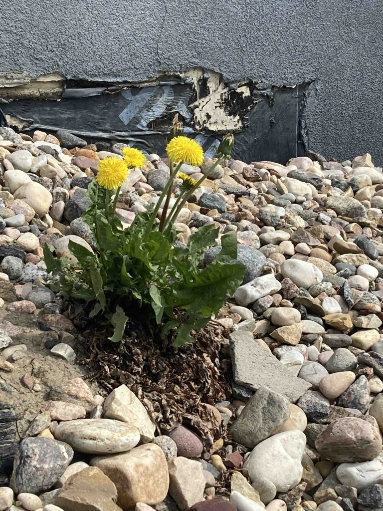 A small plant with yellow flowers growing in the middle of rocks.