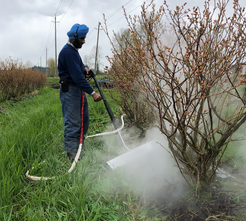 steam weeding in Organic farm