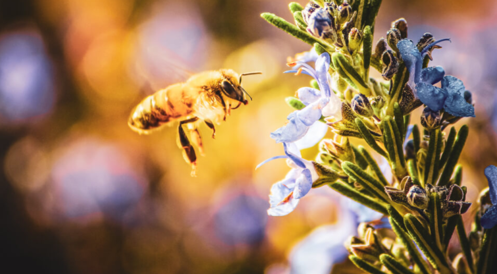 steam weeding is safe for pollinators